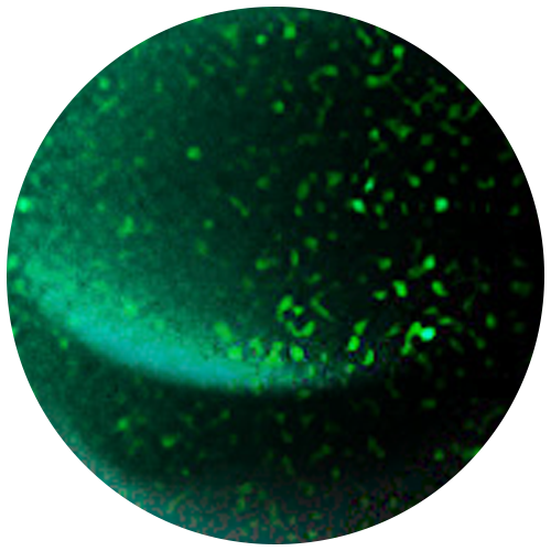 Cosmic Green